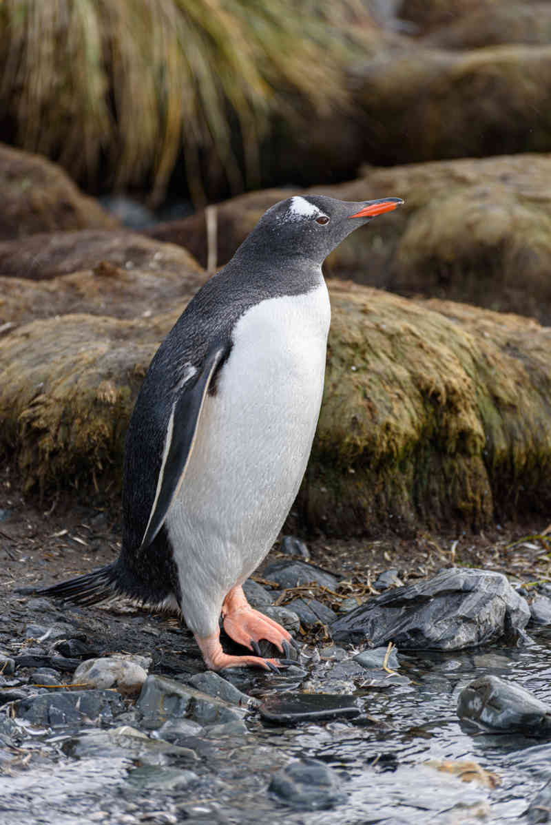Pingüino Gentoo - islas Georgias del Sur 03.jpg